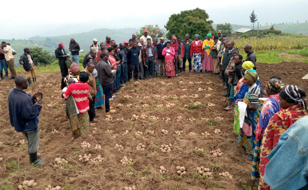 Seeds of Transformation: Empowering Rwanda's Farmers through Innovative Potato Varieties and Sustainable Agricultural Practices Seeds of Transformation: Empowering Rwanda's Farmers through Innovative Potato Varieties and Sustainable Agricultural Practices