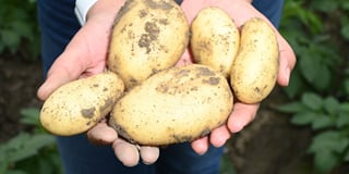 New Potato varieties New Potato varieties