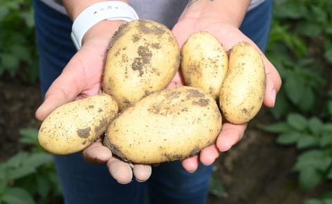New Potato varieties New Potato varieties