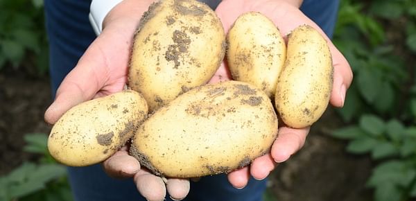 New Varieties to Shape the Future of India's Potato Value Chain - Hemant Gaur, Founder, MD S V Agri
