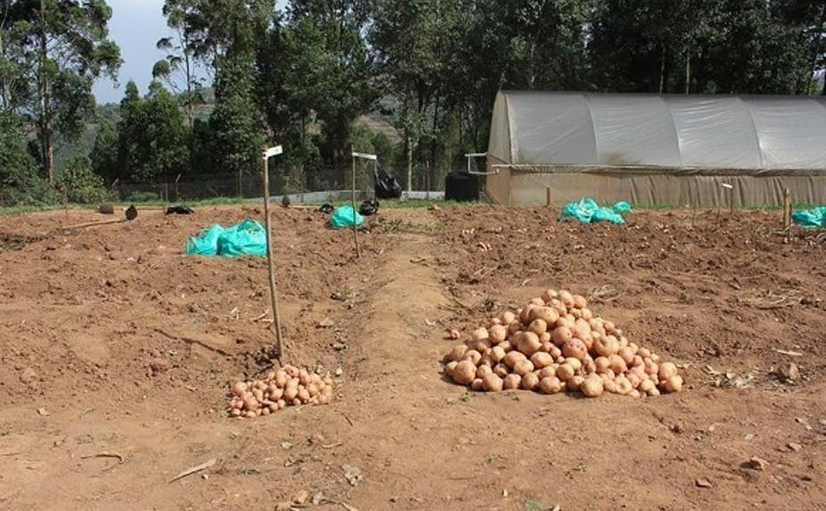Harvest from a confined field trial in Uganda shows a significantly higher yield (right) for the 3R Victoria potato, and without the use of fungicide. (Courtesy: CIP)
