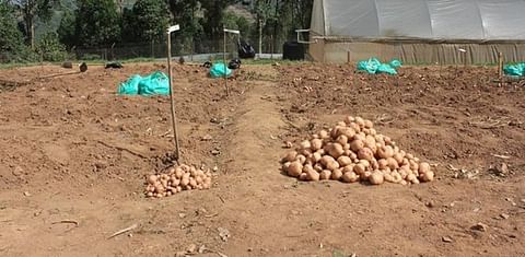 Why a new potato variety could be a game-changer for farmers in East Africa