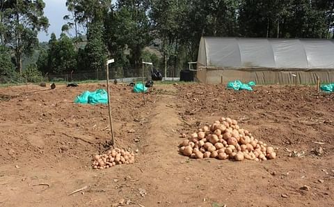 Harvest from a confined field trial in Uganda shows a significantly higher yield (right) for the 3R Victoria potato, and without the use of fungicide. (Courtesy: CIP)
Harvest from a confined field trial in Uganda shows a significantly higher yield (right) for the 3R Victoria potato, and without the use of fungicide. (Courtesy: CIP)