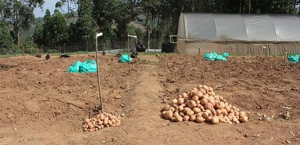 Why a new potato variety could be a game-changer for farmers in East Africa
