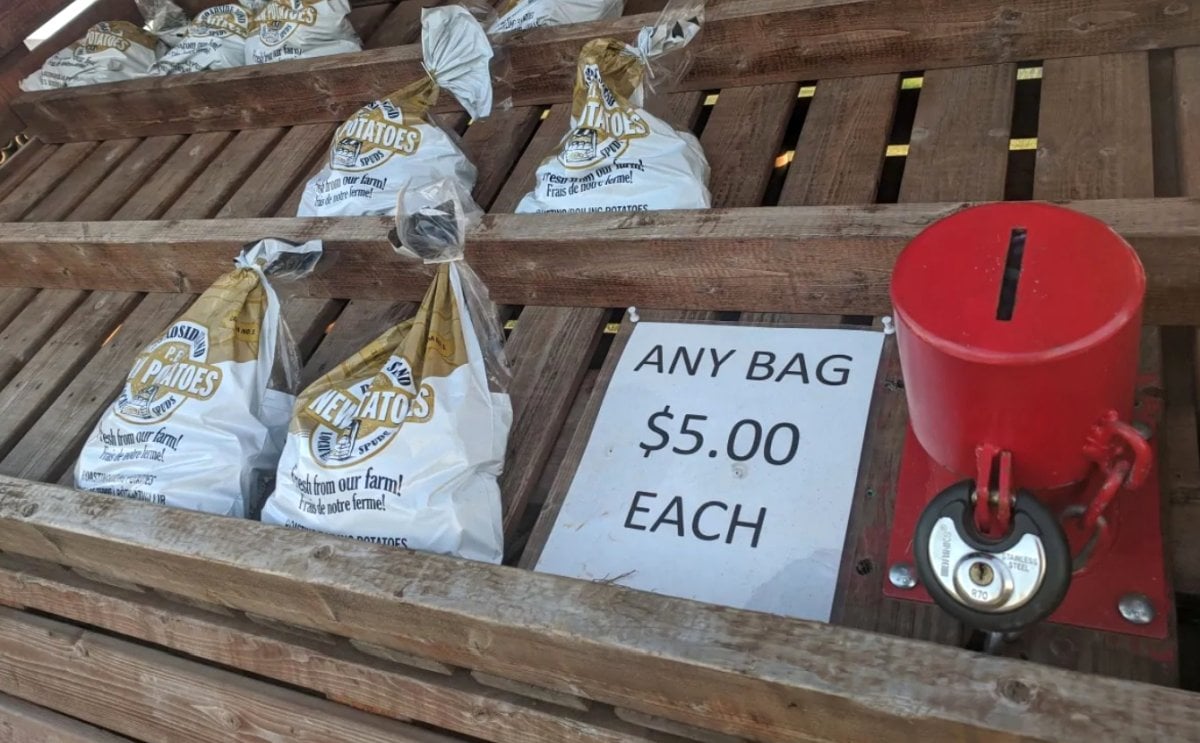 7 things to know about P.E.I.'s 'new' potatoes 7 things to know about P.E.I.'s 'new' potatoes
