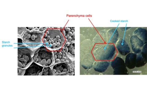 New processing technique could make potatoes healthier New processing technique could make potatoes healthier