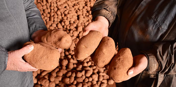 P.E.I. potato crops benefit from eco-friendly fertilizer in new research study
