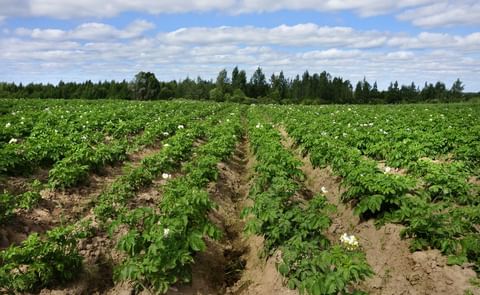 New potato season about to begin with many uncertainties New potato season about to begin with many uncertainties