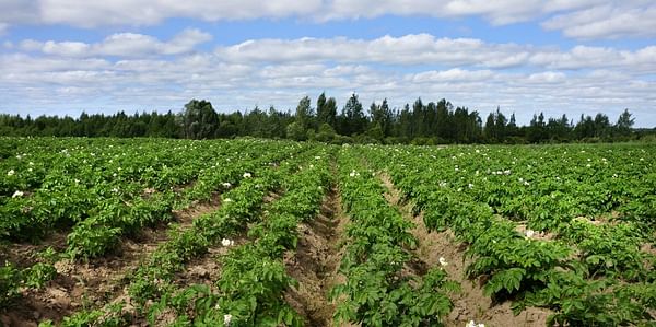 New potato season about to begin with many uncertainties