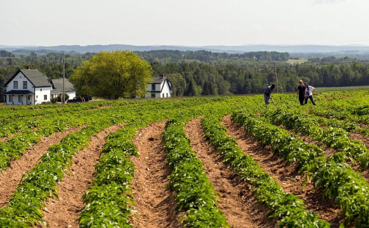 New University of Maine research hub to focus on Potato Virus Y New University of Maine research hub to focus on Potato Virus Y