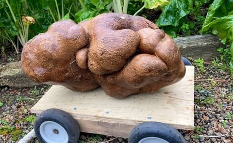 This tuber, which weighs a whopping 7.9 kilograms, won't get a Guinness World Record for heaviest potato, because turns out it's not a potato at all. Courtesy: Donna Craig-Brown/The Associated Press This tuber, which weighs a whopping 7.9 kilograms, won't get a Guinness World Record for heaviest potato, because turns out it's not a potato at all. Courtesy: Donna Craig-Brown/The Associated Press