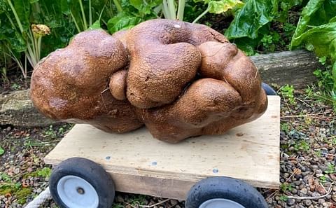 This tuber, which weighs a whopping 7.9 kilograms, won't get a Guinness World Record for heaviest potato, because turns out it's not a potato at all. Courtesy: Donna Craig-Brown/The Associated Press