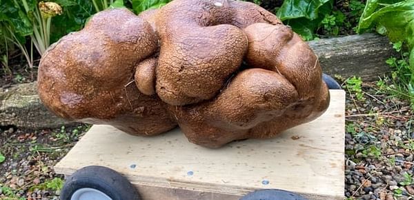 They thought they had the world's largest potato. But it was no potato at all