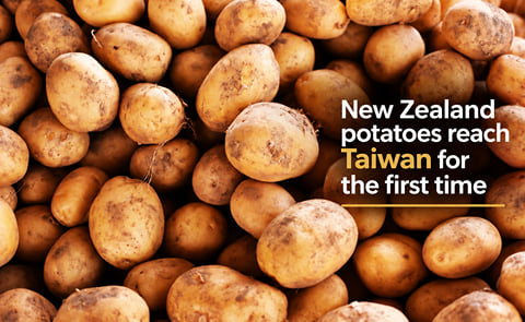 New Zealand successfully delivered its first container of fresh potatoes to Taiwan in August 2026, marking a milestone in market access and creating new export opportunities. (AI-generated image by PotatoPro) New Zealand successfully delivered its first container of fresh potatoes to Taiwan in August 2026, marking a milestone in market access and creating new export opportunities. (AI-generated image by PotatoPro)