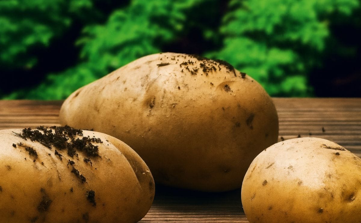 New Zealand Potatoes (Courtesy: Potatoes New Zealand)