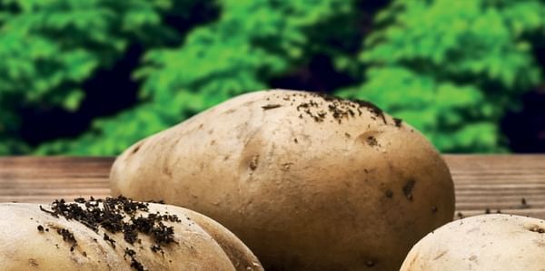 Potatoes New Zealand welcomes access to Vietnamese market