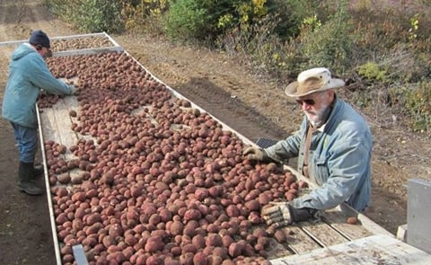 Canadian Province of Newfoundland Seeking Proposals from Farmers for Large-Scale Potato Production Canadian Province of Newfoundland Seeking Proposals from Farmers for Large-Scale Potato Production