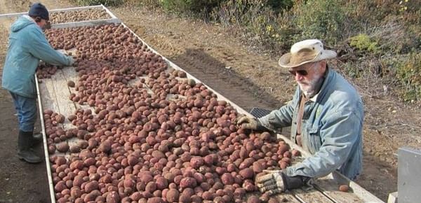 Canadian Province of Newfoundland Seeking Proposals from Farmers for Large-Scale Potato Production