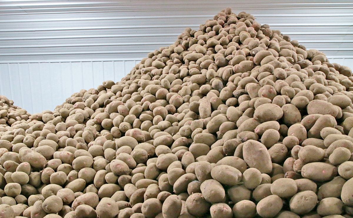 Potato shortage looms on Prairies Potato shortage looms on Prairies