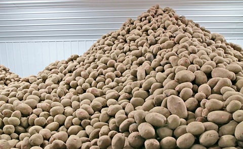 Newly expanded french fry plants in Alberta and Manitoba may not be able to run at full capacity because there is little excess potato supply in other parts of North America. Newly expanded french fry plants in Alberta and Manitoba may not be able to run at full capacity because there is little excess potato supply in other parts of North America.