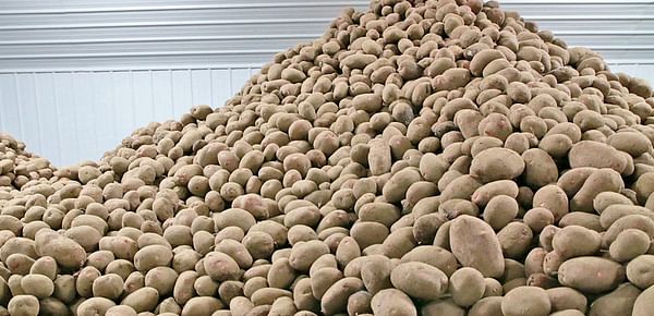 Potato shortage looms on Prairies