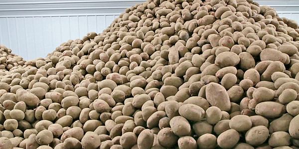 Potato shortage looms on Prairies