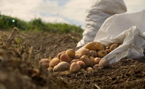 Newly harvested potatoes Newly harvested potatoes