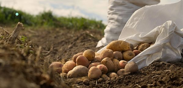 Fiji Potato production to move to the next phase