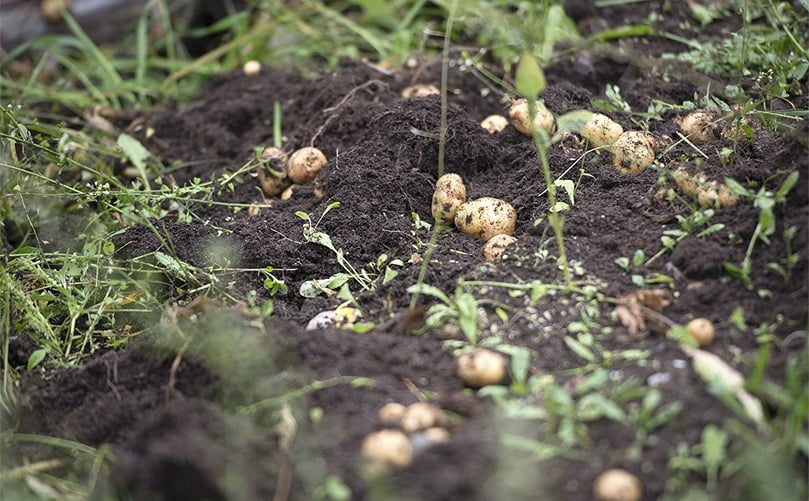 This year’s harvest at the Carcross/Tlingit First Nation garden will be saved for seeds to allow a larger crop next season. (Courtesy: Haley Ritchie | Yukon News) This year’s harvest at the Carcross/Tlingit First Nation garden will be saved for seeds to allow a larger crop next season. (Courtesy: Haley Ritchie | Yukon News)