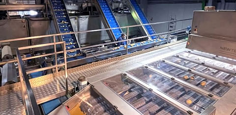 Newtecs High-Performance Optical Sorting Machine for Potatoes.