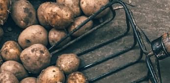 Webinar: International Conference - Potato futures: impact of hybrid varieties