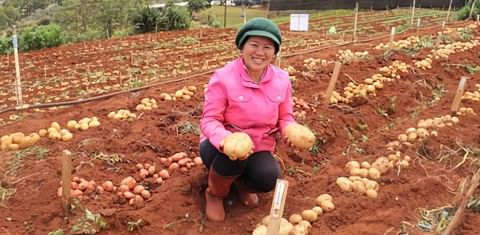  Public-private potato breeding partnership for smallholder farmers enters second phase
