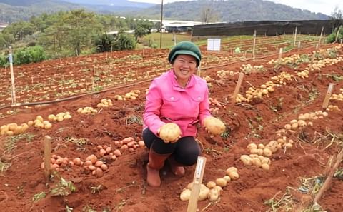 Nguyen Thi, farmer who participated in phase I field evaluations. Courtesy: N. Sharma/CIP