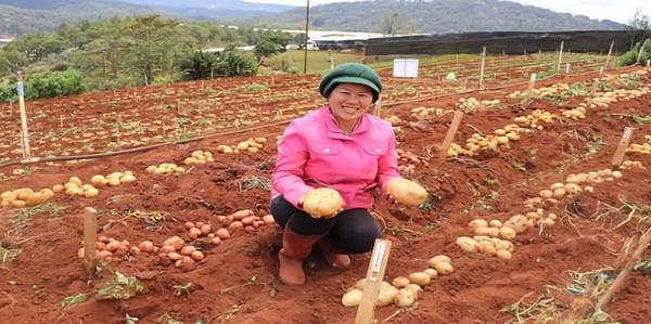  Public-private potato breeding partnership for smallholder farmers enters second phase