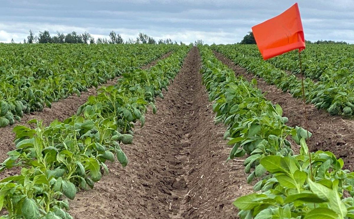 Canadian Potato Crop Update June 24 2020 Canadian Potato Crop Update June 24 2020