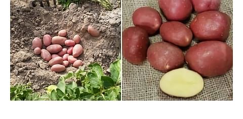 Macarena - a red skin table potato with excellent heat tolerance will be presented at PotatoEurope