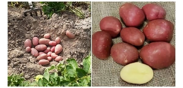 Macarena - a red skin table potato with excellent heat tolerance will be presented at PotatoEurope