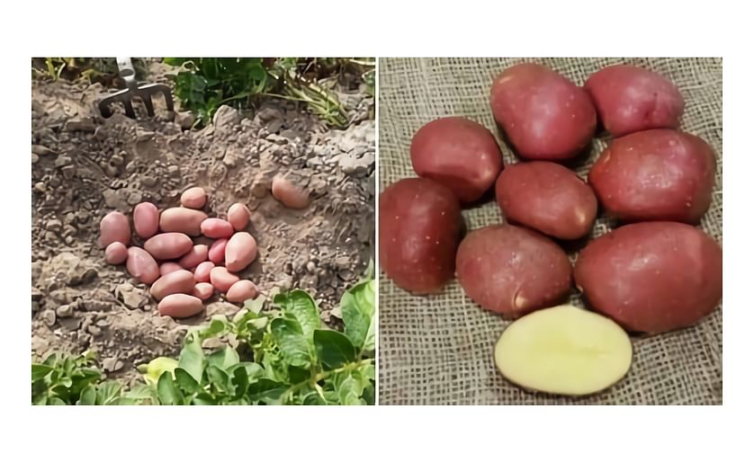 The Macarena is a medium-early red skin potato variety created for the table potato and export market. The newly registered variety tolerates long periods of dry and hot weather and still generates high yields, according to breeding company Dr. K.-H. Nieh