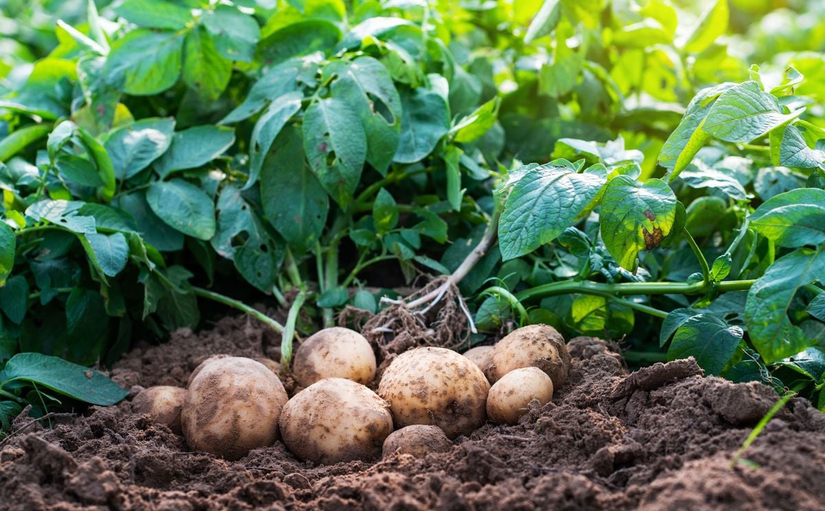 United States Government invests USD 2.6 Million in Potato Variety Research United States Government invests USD 2.6 Million in Potato Variety Research