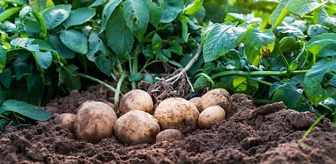 United States Government invests USD 2.6 Million in Potato Variety Research