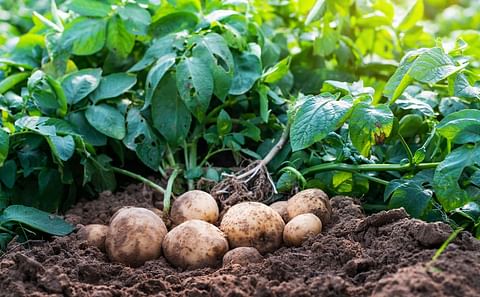United States Government invests USD 2.6 Million in Potato Variety Research