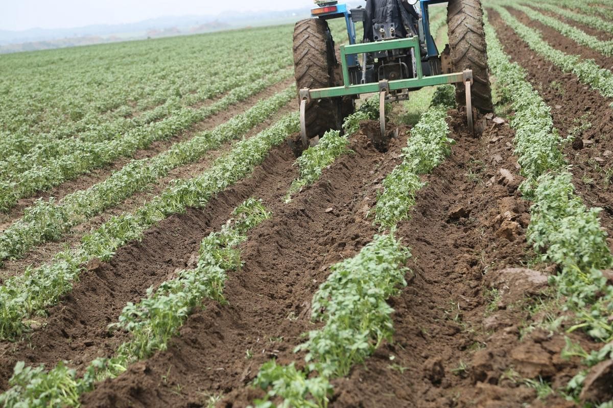 Opportunities for potato farming in Nigeria