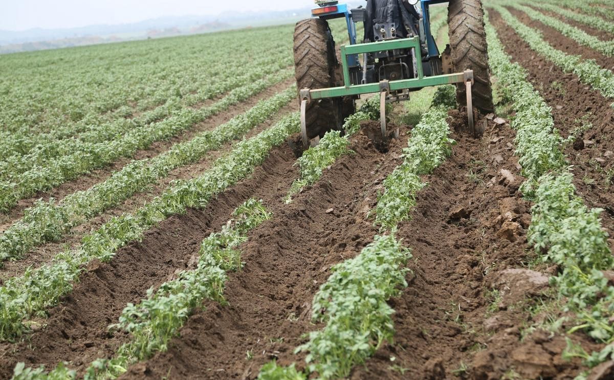 Opportunities for potato farming in Nigeria