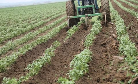 One of the few mechanized potato farming operations in Nigeria (Courtesy: Vikampro) One of the few mechanized potato farming operations in Nigeria (Courtesy: Vikampro)