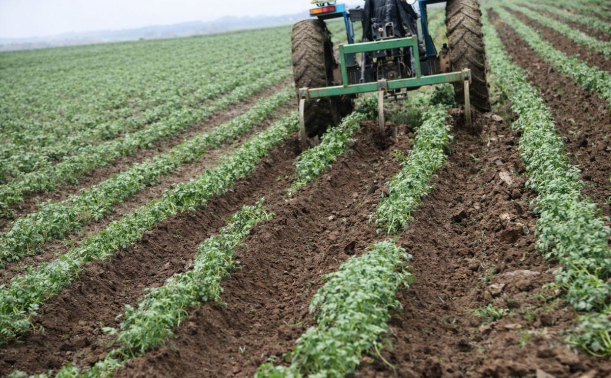 Opportunities for potato farming in Nigeria Opportunities for potato farming in Nigeria