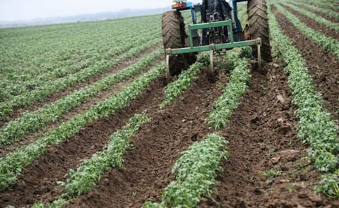 One of the few mechanized potato farming operations in Nigeria (Courtesy: Vikampro) One of the few mechanized potato farming operations in Nigeria (Courtesy: Vikampro)