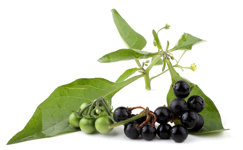 Nightshade Nightshade