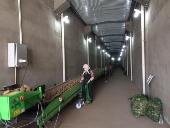 Sampling potatoes for quality control Sampling potatoes for quality control