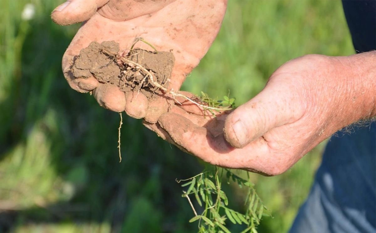 Growing Nitrogen: Plants like this vetch plant with long roots can produce lots of nitrogen once they become established. Growing Nitrogen: Plants like this vetch plant with long roots can produce lots of nitrogen once they become established.