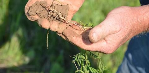 Growing Nitrogen: Plants like this vetch plant with long roots can produce lots of nitrogen once they become established.
